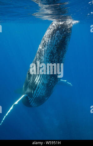 Humpback Whale, Megaptera novaeangliae, curioso giovane maschio, Ha'Apal, Regno di Tonga, Sud Pacifico Foto Stock