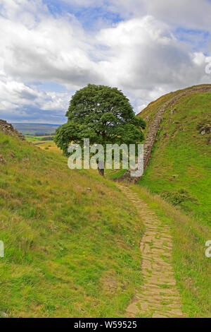 Sycamore Gap sul vallo di Adriano, Sito Patrimonio Mondiale dell'UNESCO, il vallo di Adriano percorso, nei pressi di Hexham, Northumberland, parco nazionale di Northumberland, Inghilterra. Foto Stock