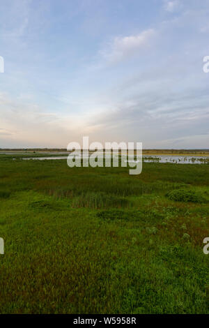 Vista dal ponte di osservazione in Dixon Waterfowl rifugio presso sunrise. Foto Stock