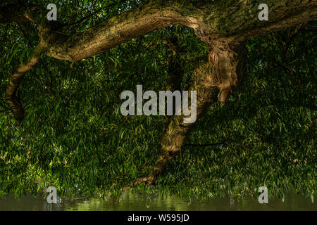 I riflessi di luce dall'acqua al di sotto del Willow Tree Arti Bushy Park Hampton Londra Inghilterra REGNO UNITO Foto Stock