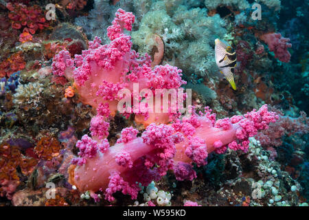 Sellati puffer, nero-sellati toby o Valentin's sharpnose puffer, Canthigaster Valentini, accanto a soft coral, Gato Island, Cebu, Filippine Foto Stock