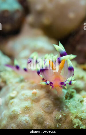 Nudibranch aeolid o mare slug, Flabellina exoptata, strisciando attraverso corallo sulla barriera corallina poco profonda, Puerto Galera, Mindoro Island, Filippine, Tayabas Bay Foto Stock