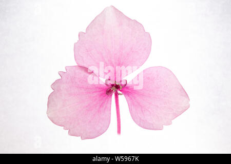 Pallido fiore rosa su sfondo bianco