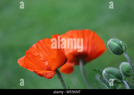 Makro Mohnknospe Hintergrund Foto Stock