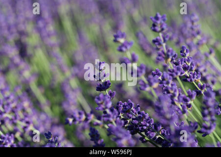 Makro Lavendelwiese mit Baumweissling Schmetterling Hintergrund Foto Stock