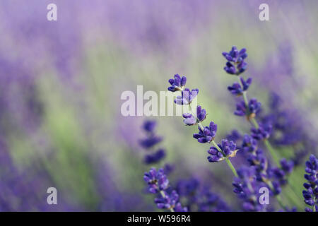 Makro Lavendelwiese mit Baumweissling Schmetterling Hintergrund Foto Stock