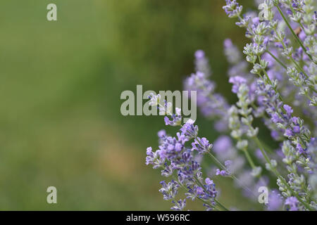 Makro Lavendelwiese mit Baumweissling Schmetterling Hintergrund Foto Stock