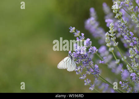 Makro Lavendelwiese mit Baumweissling Schmetterling Hintergrund Foto Stock