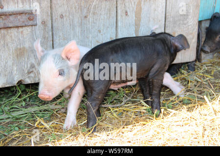 I suinetti di riproduzione e jolly esecuzione in cantiere di fattoria. Funny suini. Baby i suinetti di giocare in cantiere. Little Pigs live in fattoria nel villaggio. I suinetti di scavo nel concime Foto Stock