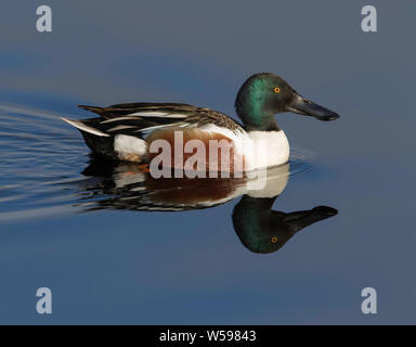 Northern Mestolone Drake in Alaska Foto Stock