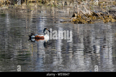 Northern Mestolone Drake in Alaska Foto Stock