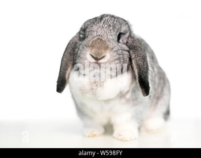 Un simpatico grigio e bianco lop eared animale domestico coniglio su sfondo bianco Foto Stock