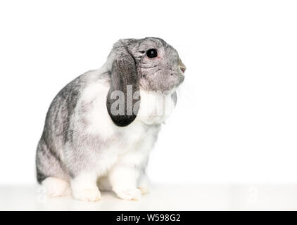 Un simpatico grigio e bianco lop eared animale domestico coniglio su sfondo bianco Foto Stock