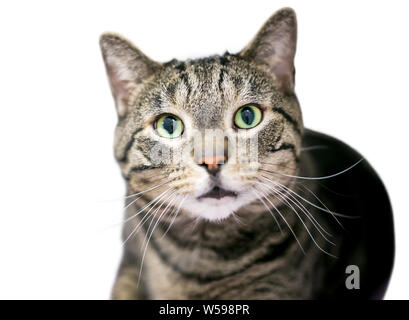 Un brown tabby shorthair domestico gatto con gli occhi verdi Foto Stock