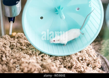 Un piccolo white pet addomesticati mouse con occhi rossi in esecuzione su un esercizio ruota nella sua gabbia Foto Stock