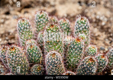 Famiglia di Cactus piante, forme diverse Foto Stock