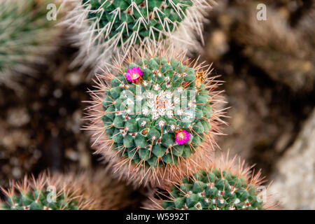 Famiglia di Cactus piante, forme diverse Foto Stock