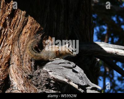 Chippunk in un albero Foto Stock