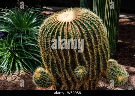 Famiglia di Cactus piante, forme diverse Foto Stock