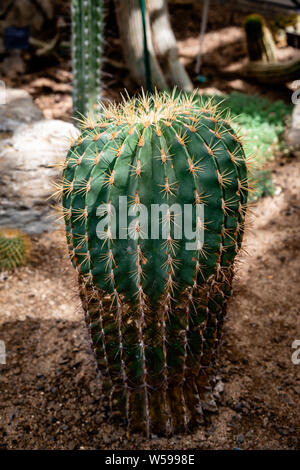 Famiglia di Cactus piante, forme diverse Foto Stock