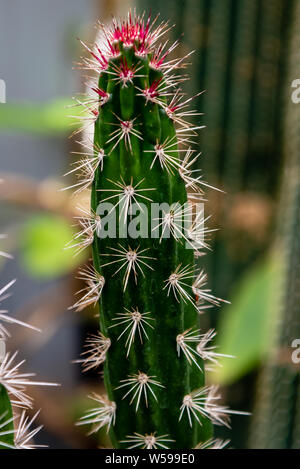 Famiglia di Cactus piante, forme diverse Foto Stock