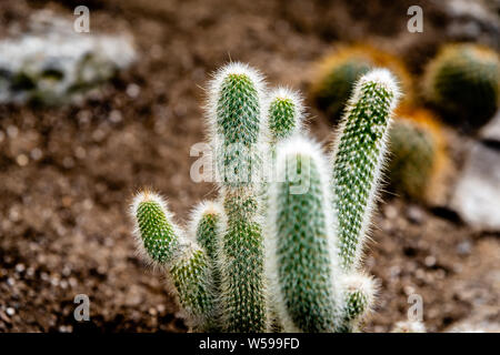 Famiglia di Cactus piante, forme diverse Foto Stock