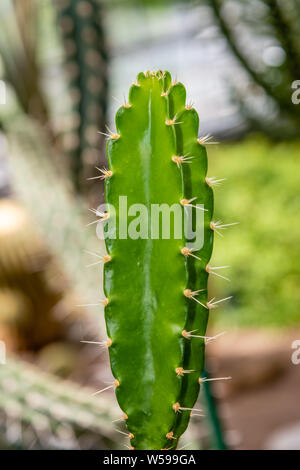 Famiglia di Cactus piante, forme diverse Foto Stock