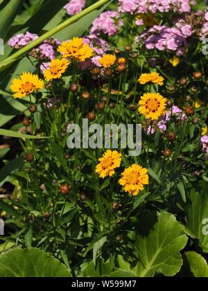 Giallo Coreopsis grandiflora ; Großblumiges Mädchenauge Foto Stock