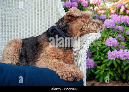 Profilo laterale di Welsh Terrier posa sul cuscino blu in bianco sedia in vimini Foto Stock