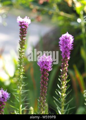 Closeup viola liatris spicata ; Prachtscharte Foto Stock