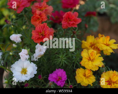 Portulaca grandiflora rosa giallo rosso magenta bianco arancione Portulakröschen Foto Stock