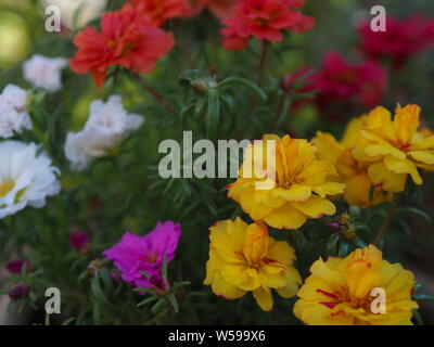 Portulaca grandiflora rosa giallo rosso magenta bianco arancione Portulakröschen Foto Stock