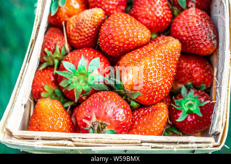 Fresche succose fragole nel cestello. Cesto in Vimini pieno di fragole appena raccolte. stagione tempo per mangiare fragole Foto Stock