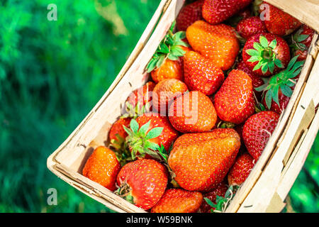 Fresche succose fragole nel cestello. Cesto in Vimini pieno di fragole appena raccolte. stagione tempo per mangiare fragole Foto Stock