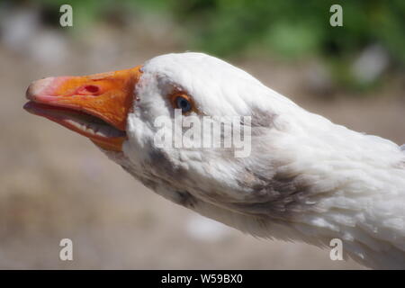 Bianco oca domestica. Exeter Quay, Devon, Regno Unito. Foto Stock