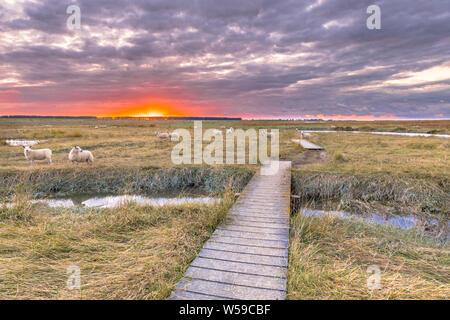 Il Boardwalk nella palude di marea riserva naturale Verdronken Land van Saeftinghe nella provincia di Zelanda. Paesi Bassi Foto Stock