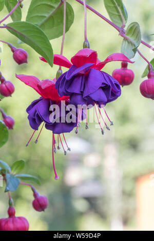 Violante e Rosa Fuchsia Foto Stock