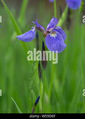 Wild Iris Bloom in Alaska Foto Stock