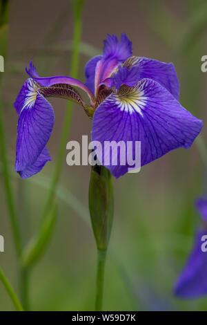 Wild Iris Bloom in Alaska Foto Stock