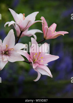 Tiger Lily Macro Foto Stock