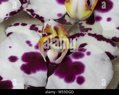 Macro dell'orchidea Foto Stock