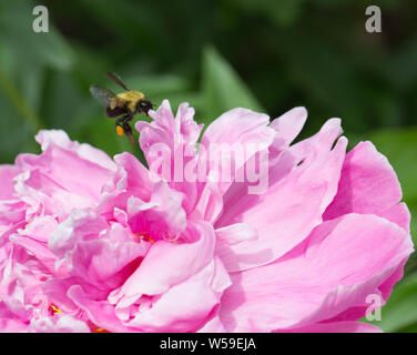 Peonia Fiore Closeup in Alaska Foto Stock