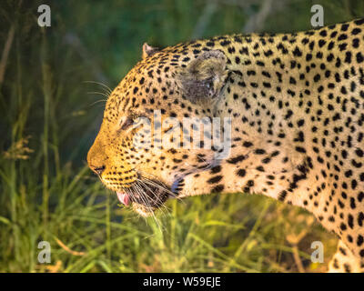 African Leopard (Panthera pardus) ritratto animale veduta laterale di camminare nelle tenebre sulla savana nel Parco Nazionale di Kruger, Sud Africa Foto Stock