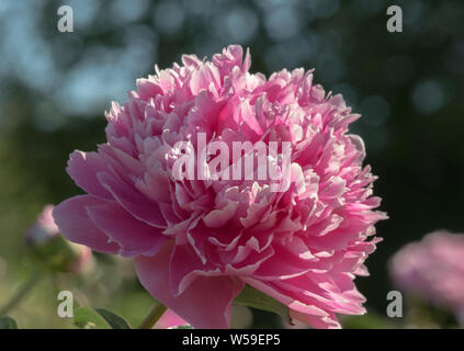 Peonia Fiore Closeup in Alaska Foto Stock