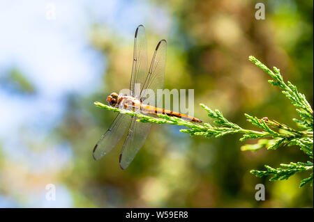 Guardando verso l'alto un giallo-winged darter dragonfly in appoggio su un ramo di evergreen. Foto Stock