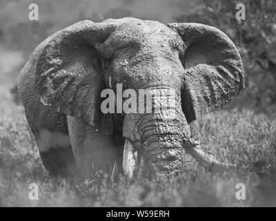Enorme Elefante africano (Loxodonta africana) bull sulla savana dopo il bagno di fango nel parco nazionale Kruger Sud Africa in seppia Foto Stock
