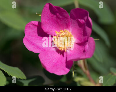 Rose selvatiche in Alaska Foto Stock