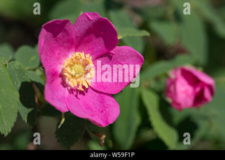 Rose selvatiche in Alaska Foto Stock