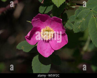 Rose selvatiche in Alaska Foto Stock