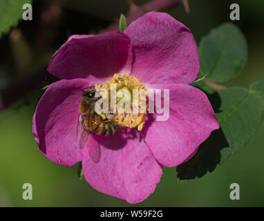 Rose selvatiche in Alaska Foto Stock